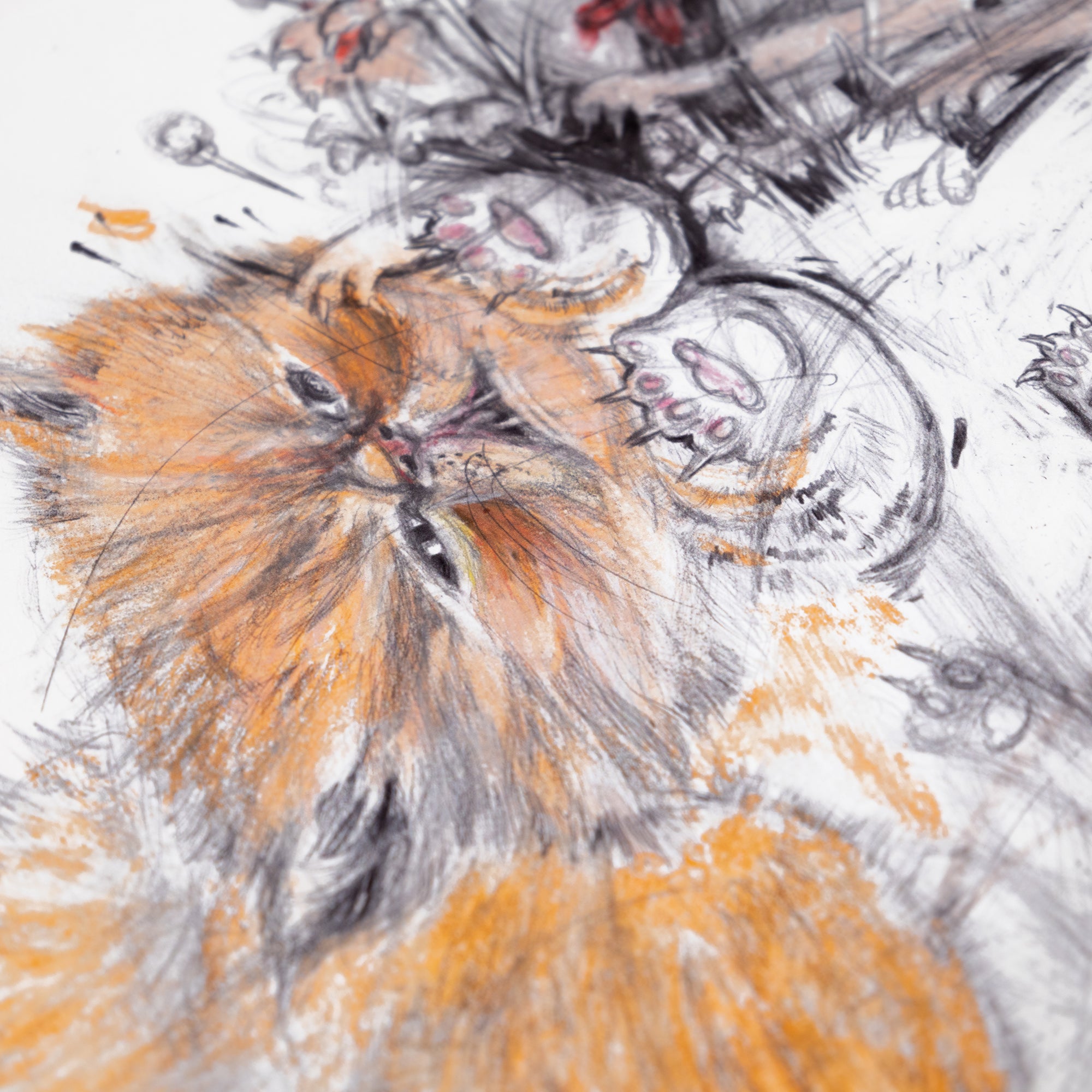 'Cats Fight 1'