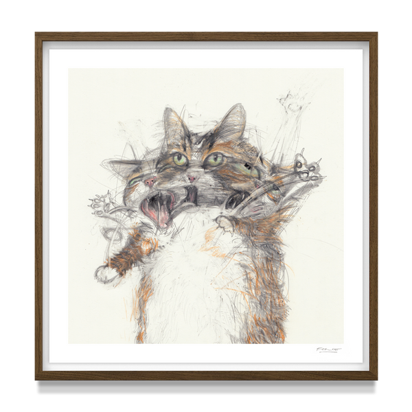 'Cats Fight 17'